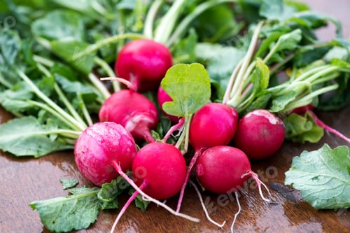 Preview: Bunch of newly picked farm fresh radishes