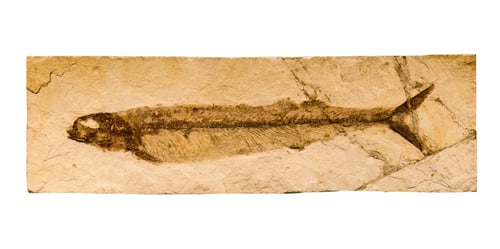 Preview: Prehistoric fish fossil