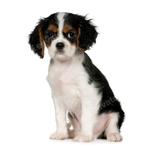 Preview: Cavalier King Charles Spaniel (3,5 months)