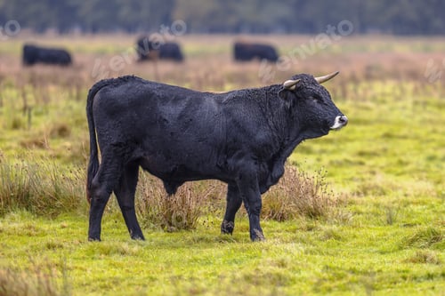 Preview: Sayaguesa is a Spanish breed of cattle