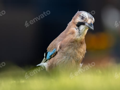 Preview: Close-up of a Eurasian jay (Garrulus glandarius) in green grass