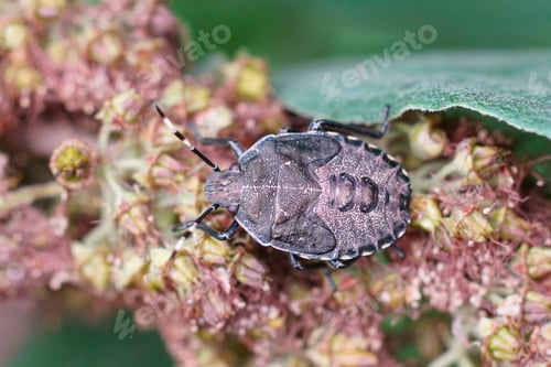Preview: Closeup on a nymph of the mottled shieldbug, Rhaphigaster nebulosa in the garden