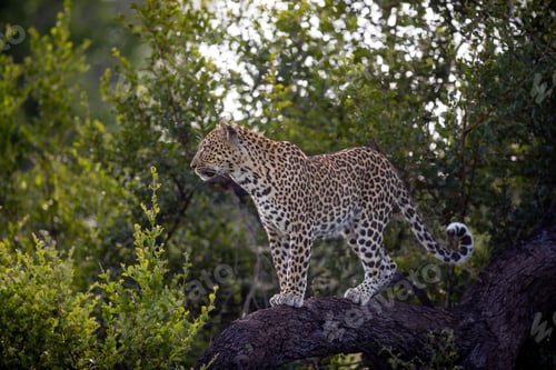 Preview: A leopard, Panthera pardus, standing on a branch and gazes out into the distance