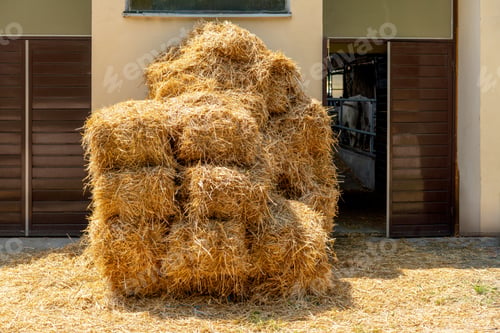 Preview: Square hay and straw bales stacked in a barn of livestock farm.