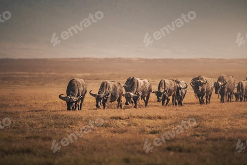 Preview: Herd of african buffaloes grazing in ngorongoro crater, tanzania
