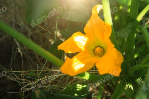 Preview: A large yellow zucchini flower in the garden. Flowering of vegetable crops, growing cucumber