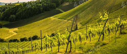 Preview: A Beautiful Sunset over a Styrian Vineyard in Austria