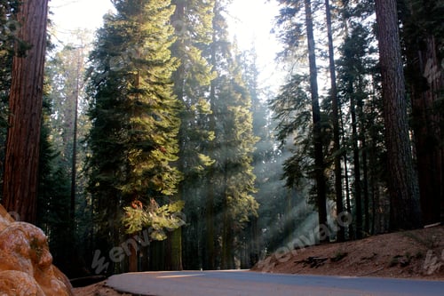 Preview: Beautiful scenery of forest trees and greenery