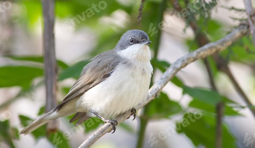 Preview: Lesser whitethroat, Sylvia curruca. Little songbird. Close-up