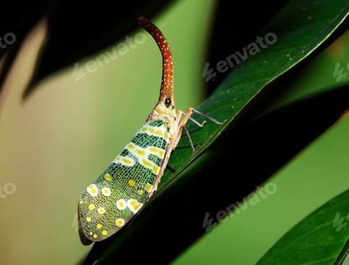 Preview: a green and yellow bug with bright stripes on the back of it