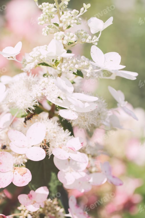 Preview: Branches of blossoms beautiful flower. Minimal nature background. card concept