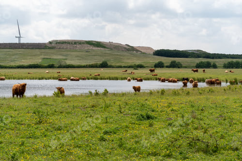 Preview: Group of brown yaks walking in unison through a wet grassy field