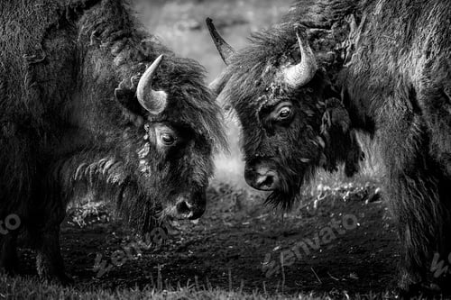 Preview: Two American bison head to head, facing each other, in Yellowstone National Park.