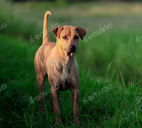 Preview: Thai Ridgeback Dog