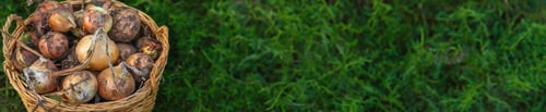 Preview: Onion harvest in the garden. Selective focus.