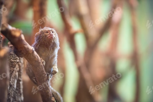 Preview: Dwarf Monkey talapoyn