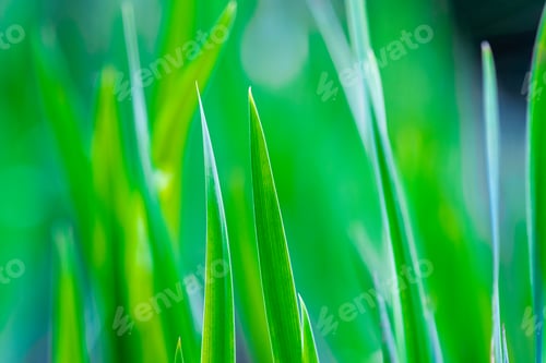 Preview: Bright Green grass close-up background. Close-up view of fresh green grass, selective focus.