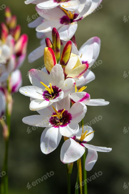 Preview: Sparaxis, white ixia, harlequin flower, wandflower, corn lilies