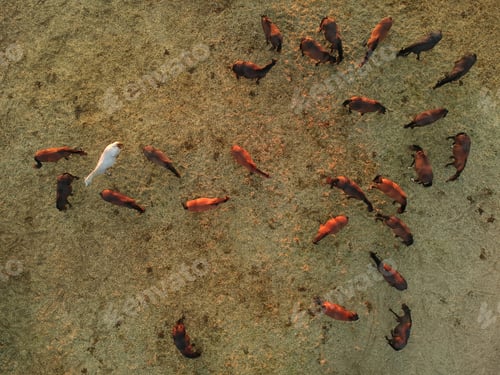 Preview: Aerial view of group of horses. Herd of young horses running, top view.