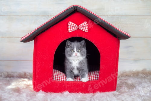 Preview: British bicolor kitten, grey and white cute cat