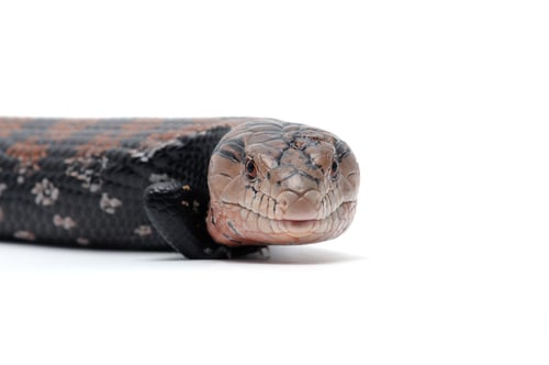 Preview: Blue tongued skink isolated om white background