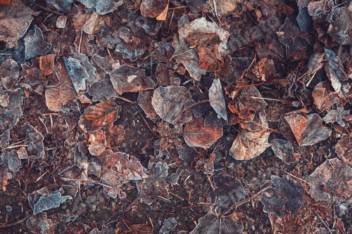 Preview: Frozen autumn leaves on the ground in frosty winter morning