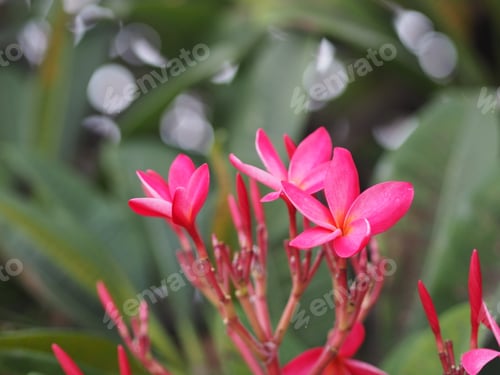 Preview: Sweet Oleander, Rose Bay, Nerium oleander name pink flower tree garden on blurred nature backgroun