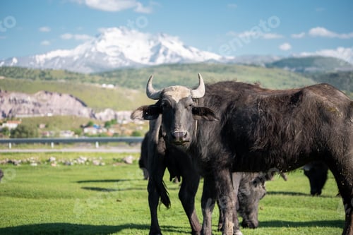 Preview: Portrait of a neat in green grass by a snowy mountain