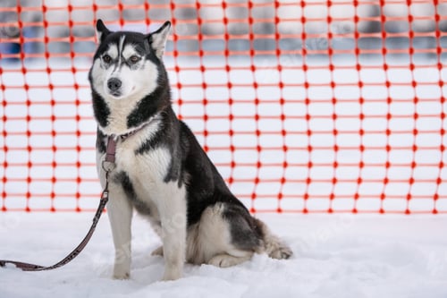 Preview: Siberian Husky dog on leash, waiting for sled dog race, orange track fence background