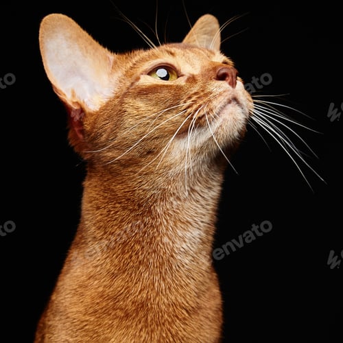 Preview: Portrait of beautiful young abyssinian cat