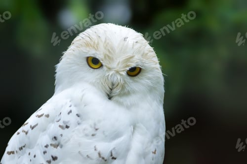 Preview: owl, bird, snowy owl, wilderness