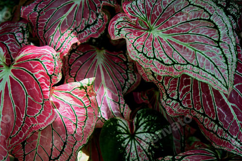 Preview: Caladium bicolor variegated leaves in the garden