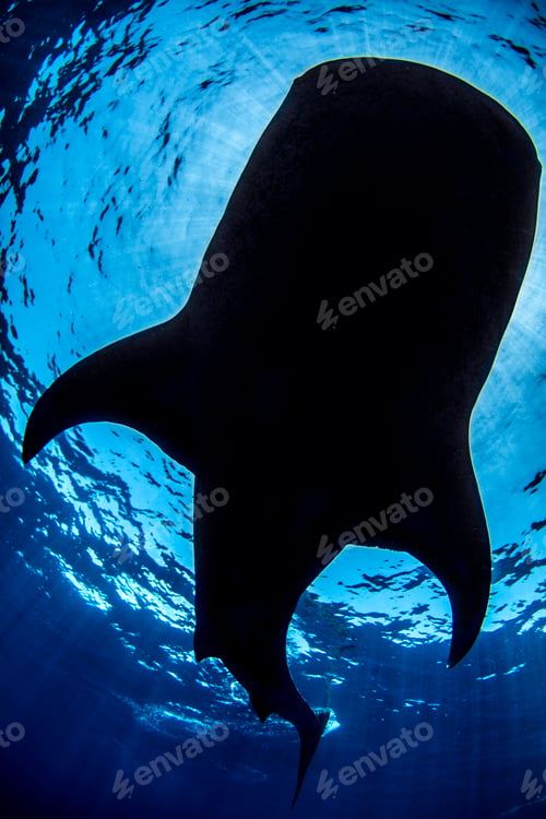 Preview: Whale shark