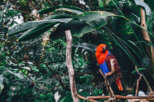 Preview: Closeup shot of an Eclectus parrot with red and blue plumage perched on a branch