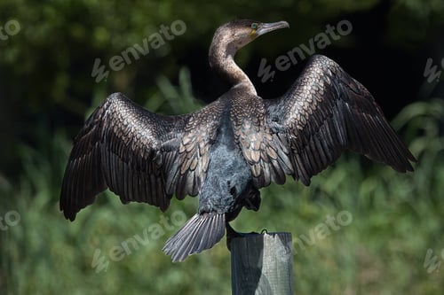 Preview: The White-breasted Cormorant