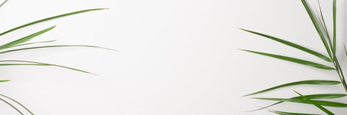 Preview: Tropical background with palm leaf on white. Close up, copy space
