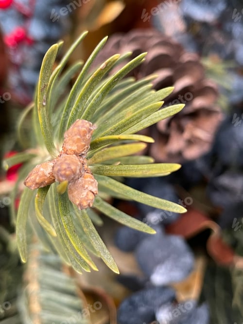 Preview: Evergreen Branch Close-Up with Pinecone and Berries