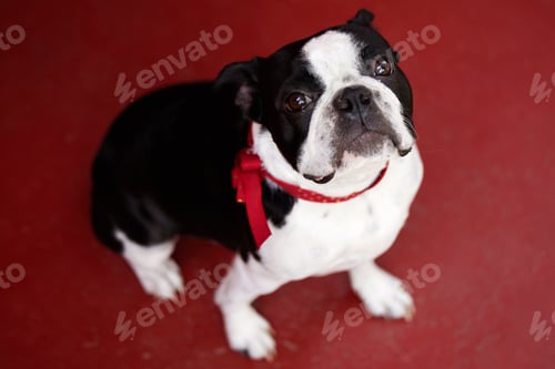 Preview: Dear hooman, where are my treats. Shot of an adorable dog at home.