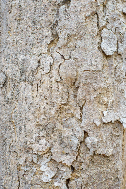 Preview: Texture of the bark of a tree trunk. Background, texture.