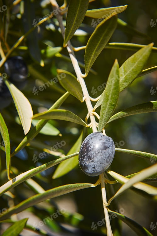 Preview: Olive fruit with green leaves background. Agriculture background. Jaen