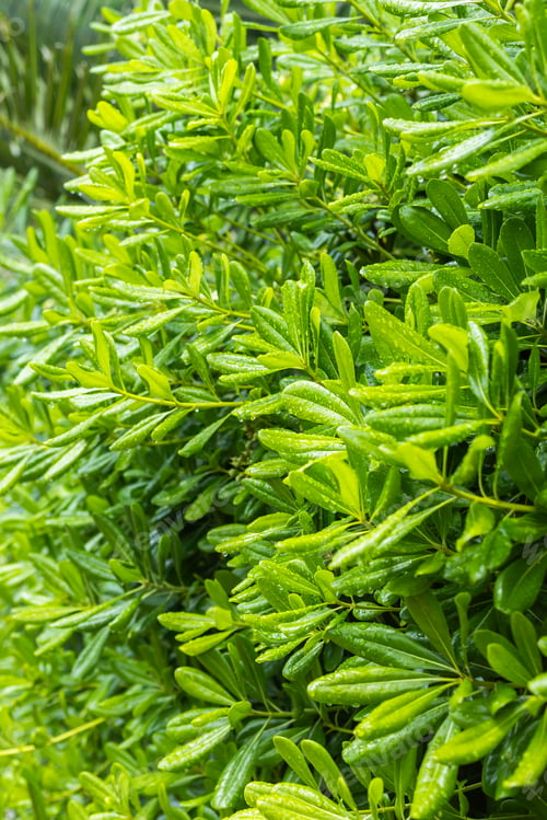 Preview: Close-up of lush green hedge with rain droplets after summer shower. Botanical freshness