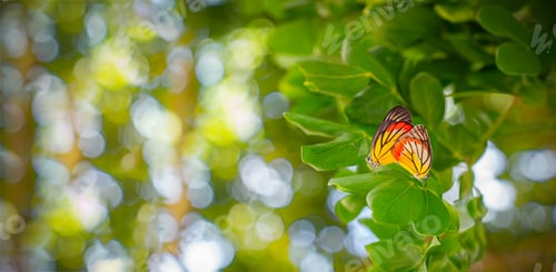 Preview: Two butterflies are breeding on the top on leavee tree. Delias hyparete metarete Butterflies