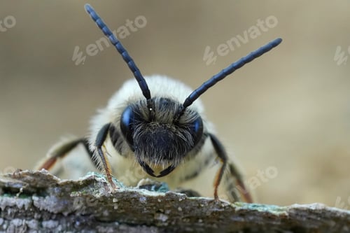 Preview: Facial closeup on a male Grey-gastered mining bee, Andrena tibialis