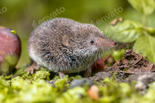 Preview: Eurasian pygmy shrew natural habitat