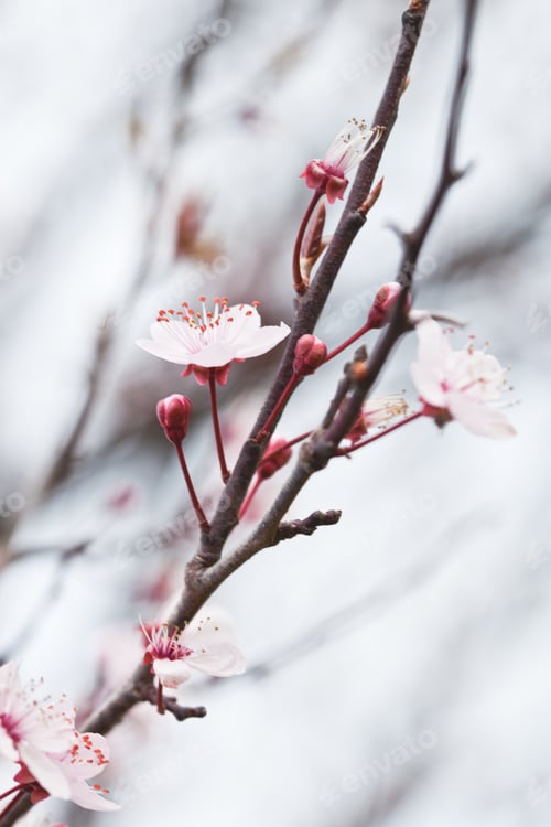 spring blossoms