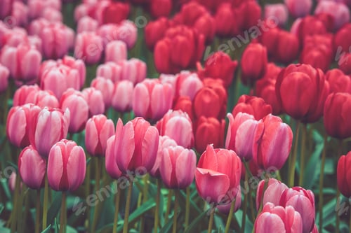 Preview: Multicolored tulips field in the Netherlands