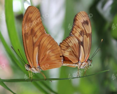 Preview: Macro photography of mating butterflies