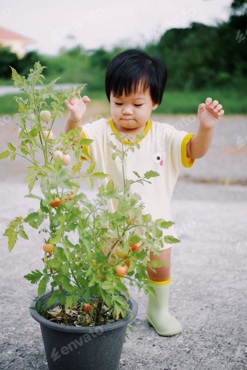 Preview: Tomato picking