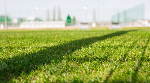 Preview: Lawn, soccer or football field