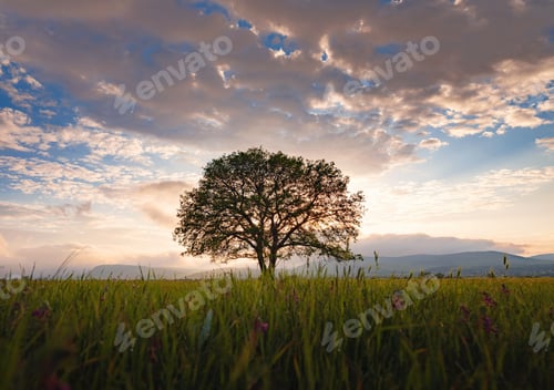Preview: old oak tree over spring sunset sky